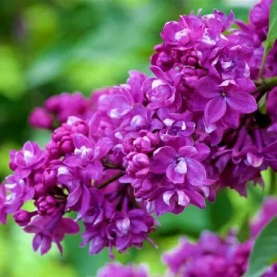 Сирень ОГНИ ДОНБАССА — описание сорта Сирень ОГНИ ДОНБАССА в Кургане