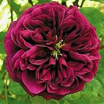 Саженцы роз ЗЕ ПРИНЦ английская  Саженцы роз ЗЕ ПРИНЦ английская в Кургане