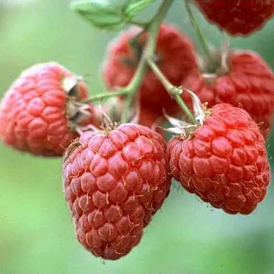 Малина ХЕРИТЕЙДЖ в Кургане