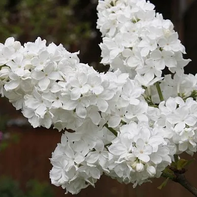 Сирень ФЛОРА  Сирень ФЛОРА в Кургане