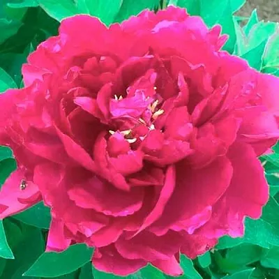 Пион ОСТРОВНОЙ МИНИСТР древовидный  Пион ОСТРОВНОЙ МИНИСТР древовидный в Кургане