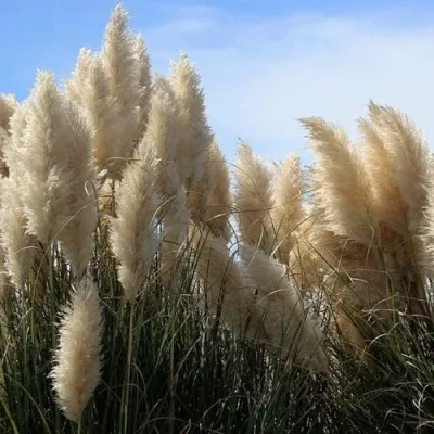 Кортадерия белая (пампасная трава) в Кургане