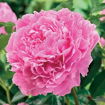 Пион МИСС ЭКХАРТ травянистый  Пион МИСС ЭКХАРТ травянистый в Кургане