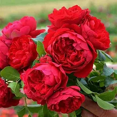 Саженцы роз ФЛОРЕНТИНА плетистая  Саженцы роз ФЛОРЕНТИНА плетистая в Кургане