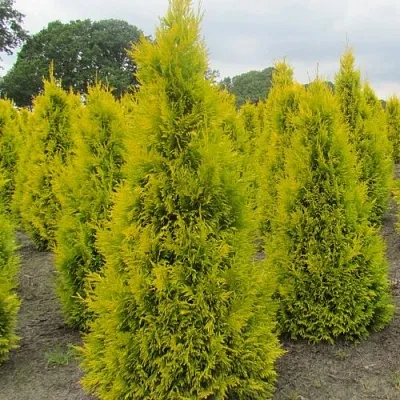 Туя САНКИСТ западная  Туя САНКИСТ западная в Кургане