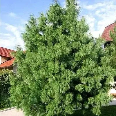 Сосна гриффита  Сосна гриффита в Кургане