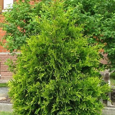 Туя АНЯ (АНИЕ) западная  Туя АНЯ (АНИЕ) западная в Кургане