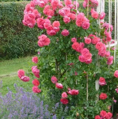 Саженцы роз РОЗЕУМ ЮТЕРСОН плетистая — описание сорта Саженцы роз РОЗЕУМ ЮТЕРСОН плетистая в Кургане