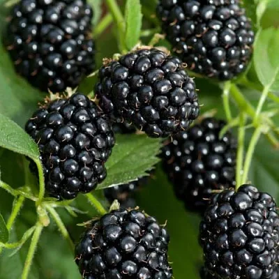 Ежевика АГАВАМ  Ежевика АГАВАМ в Кургане