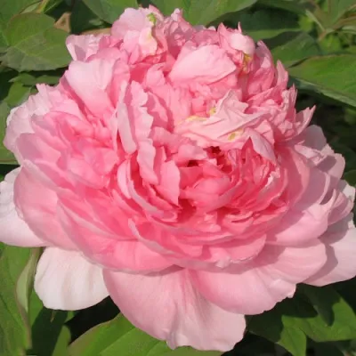 Пион ИМПЕРАТОРСКАЯ НАЛОЖНИЦА древовидный в Кургане