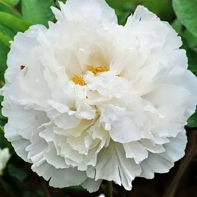 Пион БЕЛЫЙ СНЕГ древовидный в Кургане