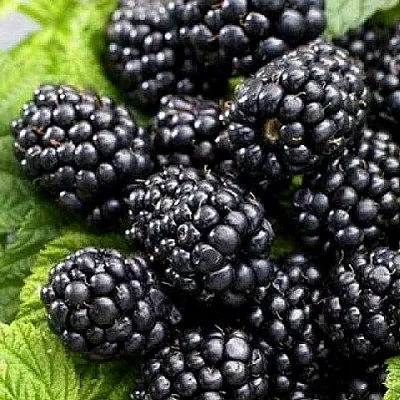 Ежевика БЖЕЗИНА бесшипная  Ежевика БЖЕЗИНА бесшипная в Кургане