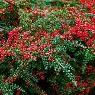Кизильник горизонтальный  Кизильник горизонтальный в Кургане