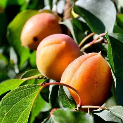 Абрикос БАЙ в Кургане