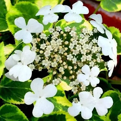 Гортензия МИРАНДА черешковая  Гортензия МИРАНДА черешковая в Кургане