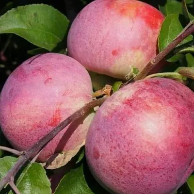 Яблоня БЕЛОРУССКОЕ МАЛИНОВОЕ в Кургане