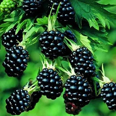 Ежевика КИТАНИНИ бесшипная  Ежевика КИТАНИНИ бесшипная в Кургане