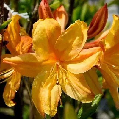 Азалия ГОЛДЕН ЛАЙТС листопадная  Азалия ГОЛДЕН ЛАЙТС листопадная в Кургане