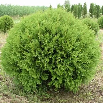 Туя ГЛОБОЗА западная  Туя ГЛОБОЗА западная в Кургане