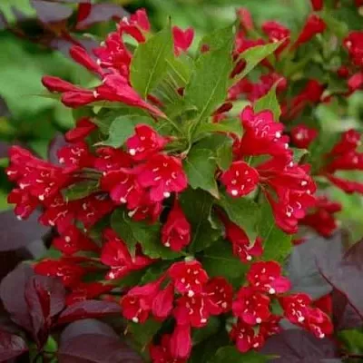 Вейгела РЕД ПРИНЦ  Вейгела РЕД ПРИНЦ в Кургане