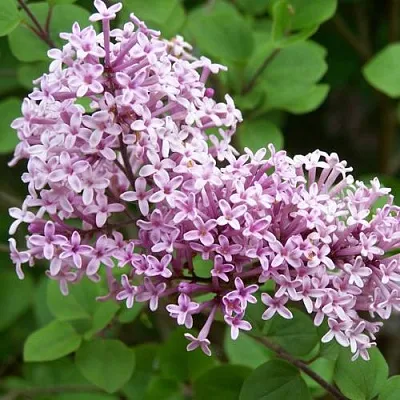 Сирень ПАЛИБИН   Сирень ПАЛИБИН  в Кургане