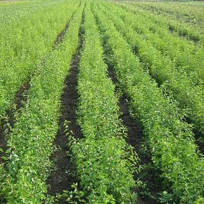 Подвой  Подвой в Кургане