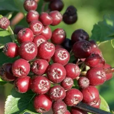 Рябина БУРКА сладкоплодная — описание сорта Рябина БУРКА сладкоплодная в Кургане