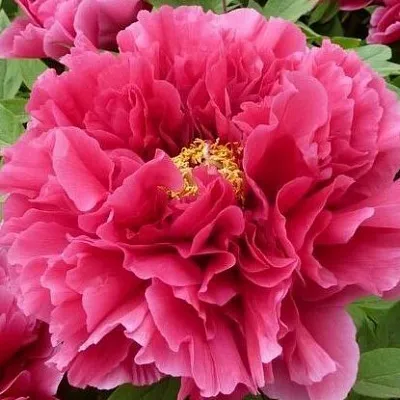 Пион КОРОЛЕВСКИЙ ЦВЕТОК древовидный в Кургане