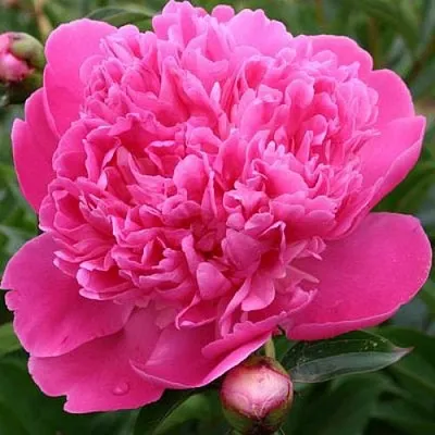 Пион ЭДУЛИС СУПЕРБА травянистый  Пион ЭДУЛИС СУПЕРБА травянистый в Кургане