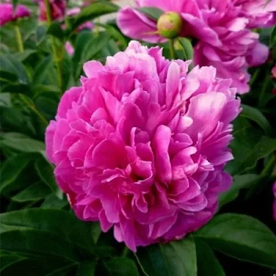 Пион ФЕЛИКС КРАУССЕ травянистый  Пион ФЕЛИКС КРАУССЕ травянистый в Кургане