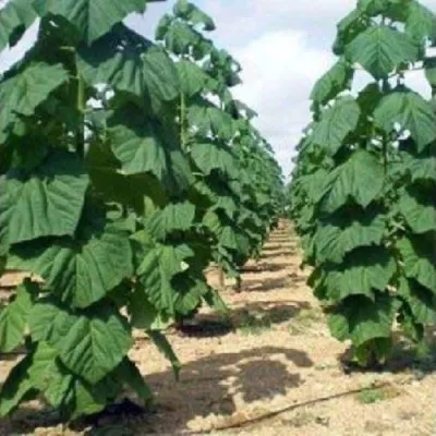 Павлония ПАО ТОГН Z07 в Кургане