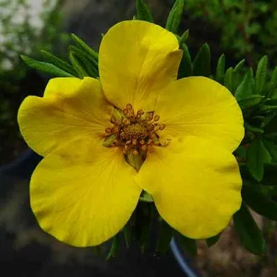 Лапчатка ГОЛДФИНГЕР кустарниковая  Лапчатка ГОЛДФИНГЕР кустарниковая в Кургане