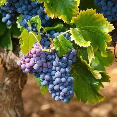 Виноград ЗИЛГА  Виноград ЗИЛГА в Кургане