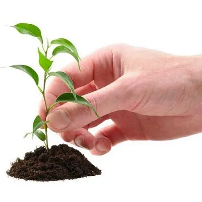 Саженцы  Саженцы в Кургане