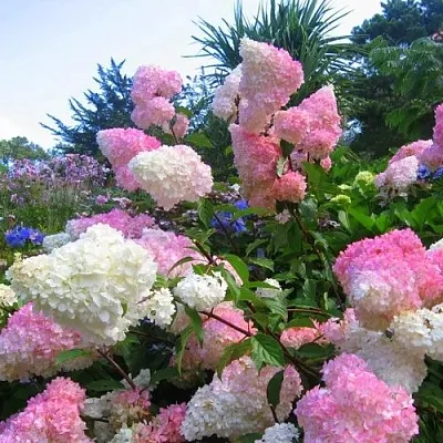 Гортензия ВАНИЛЛА ФРАЙЗ метельчатая  Гортензия ВАНИЛЛА ФРАЙЗ метельчатая в Кургане