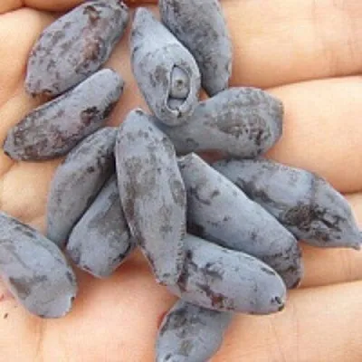 Жимолость съедобная ЧУЛЫМСКАЯ  Жимолость съедобная ЧУЛЫМСКАЯ в Кургане