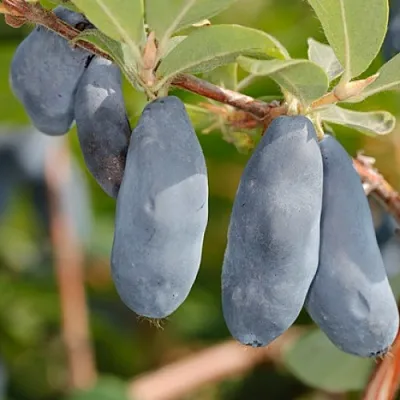 Жимолость съедобная СИНИЙ УТЕС  Жимолость съедобная СИНИЙ УТЕС в Кургане