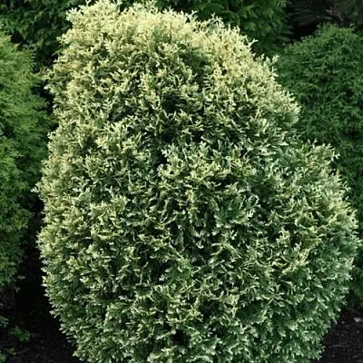 Туя ЛИТОМИШИЛ западная  Туя ЛИТОМИШИЛ западная в Кургане