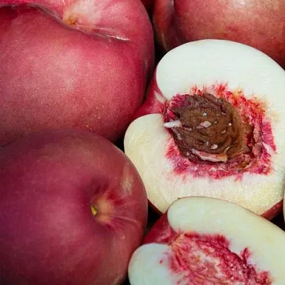 НЕКТАПЛЮМ  НЕКТАПЛЮМ в Кургане