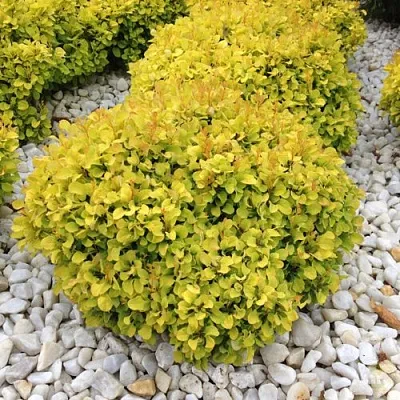 Барбарис БОНАНЗА ГОЛД тунберга в Кургане