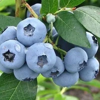 Голубика БЛЮЭТТА в Кургане