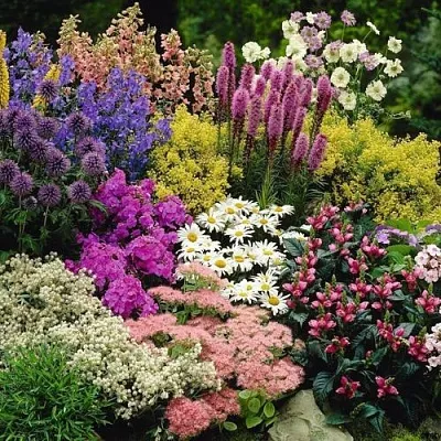 Многолетние растения  Многолетние растения в Кургане