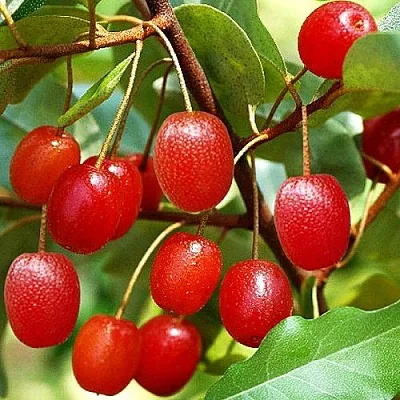 Гуми  Гуми в Кургане