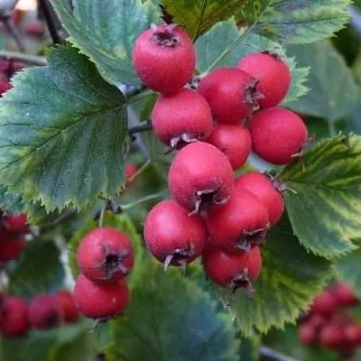 Боярышник АРНОЛЬДА в Кургане