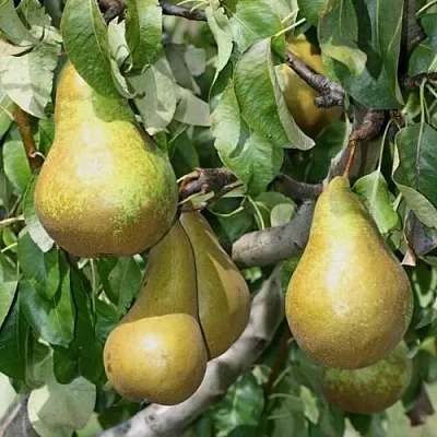 Груша САПФИРА колонновидная  Груша САПФИРА колонновидная в Кургане