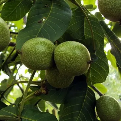 Пинский грецкий орех