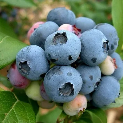 Голубика КОЛЛИНЗ  Голубика КОЛЛИНЗ в Кургане