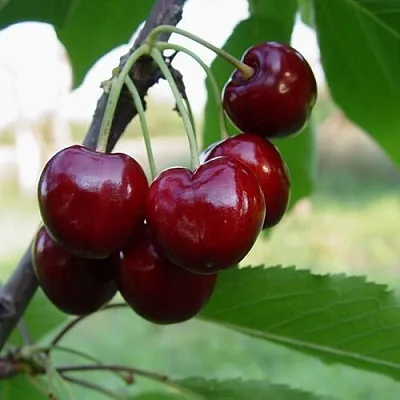 Черешня СТЕЛЛА  Черешня СТЕЛЛА в Кургане