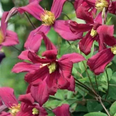 Клематис СТРОУБЕРРИ ФИЛДС  Клематис СТРОУБЕРРИ ФИЛДС в Кургане