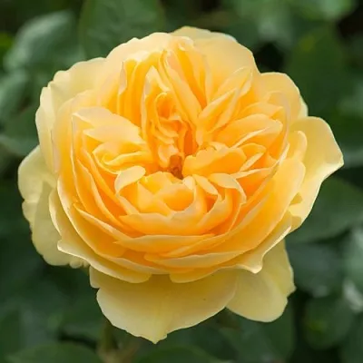 Саженцы роз ГРЕХАМ ТОМАС английская  Саженцы роз ГРЕХАМ ТОМАС английская в Кургане